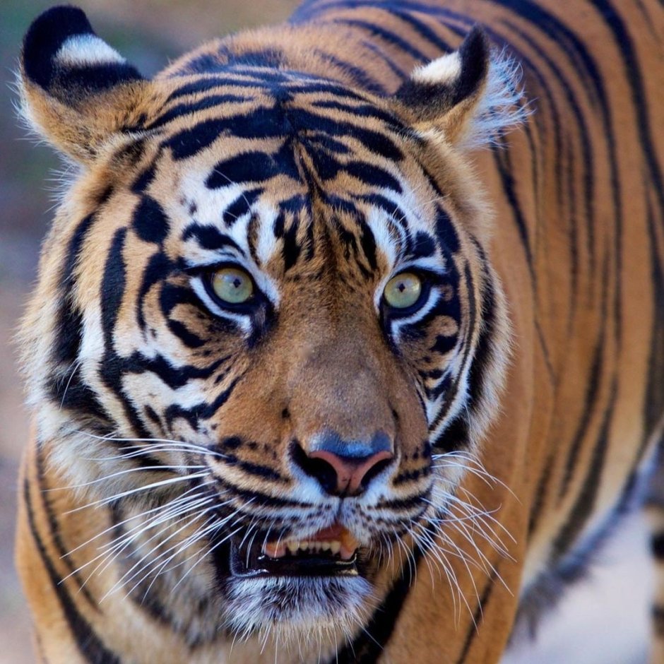 Animal avatar