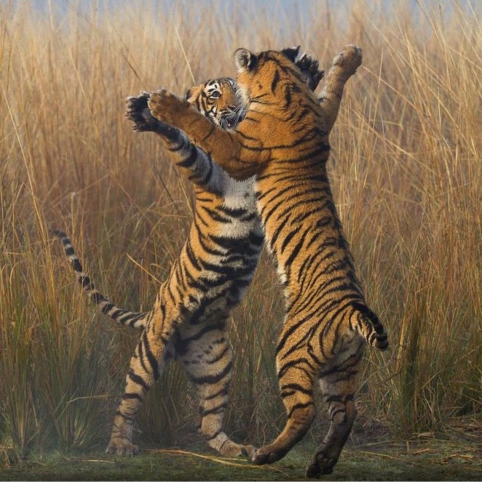 Ягуар кошка и леопард