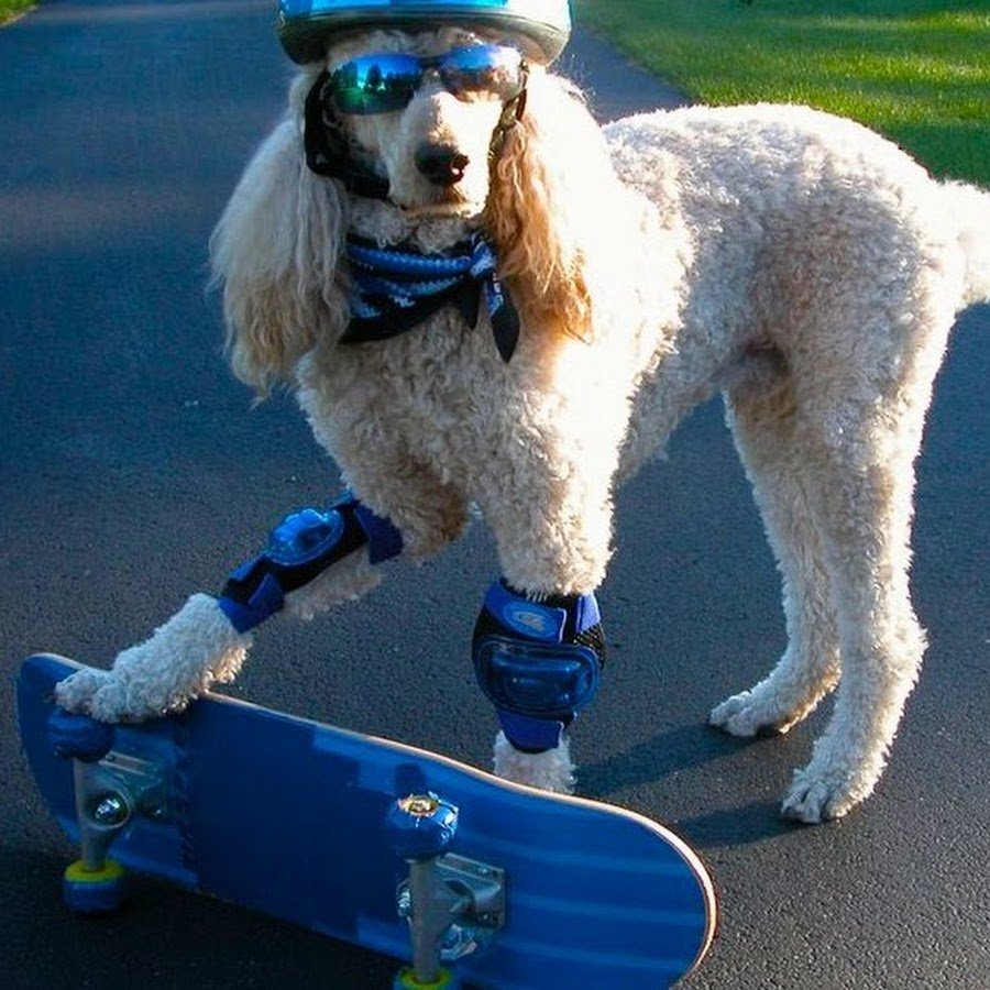 Пудель прикол