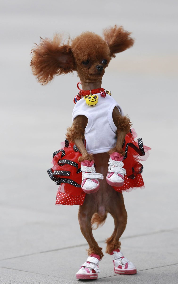 Креативный груминг пуделя