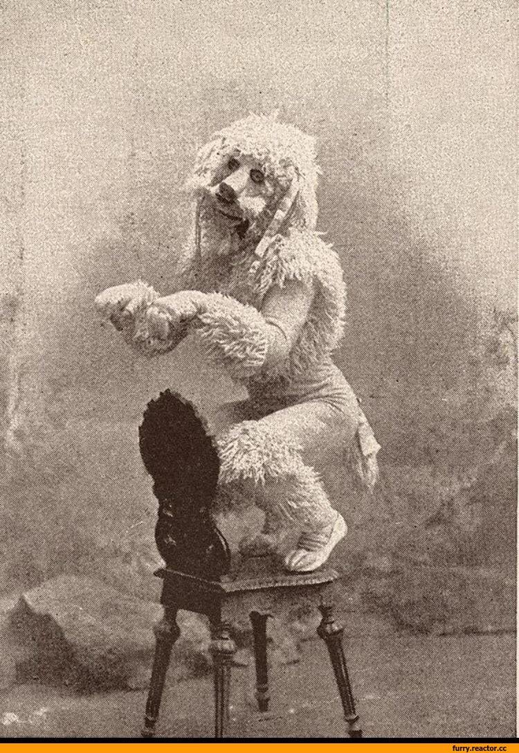 Побритый пудель