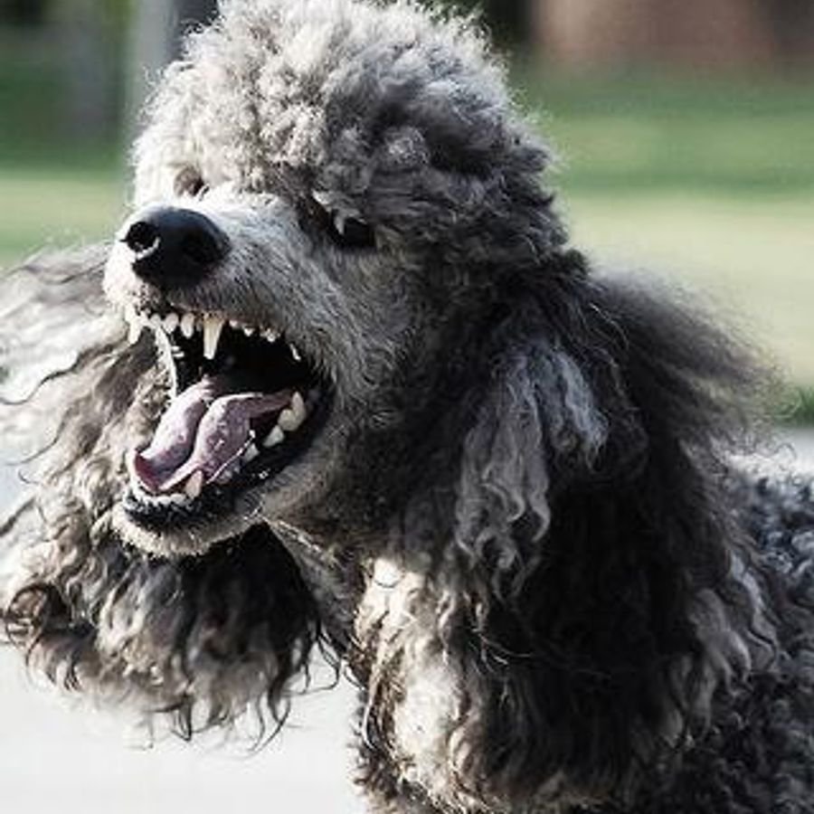 Необычные стрижки собак