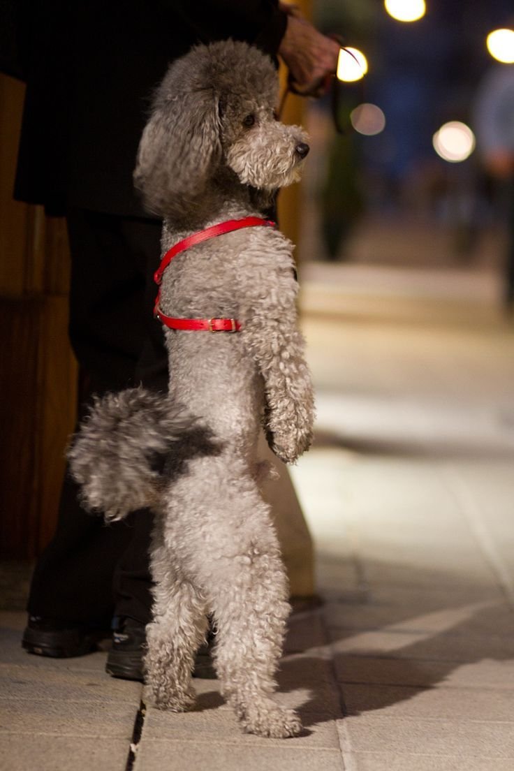 Пудель в окне машины