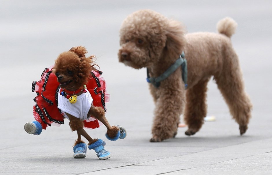 Китайский пудель