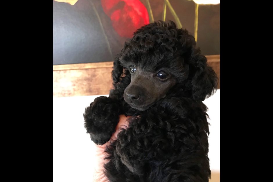 Самые смешные собаки