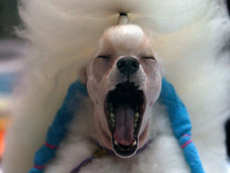 Той пудель умные