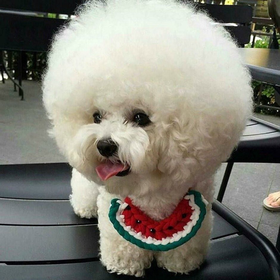 Королевский пудель голубой