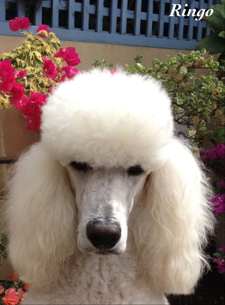 Пудель прикол