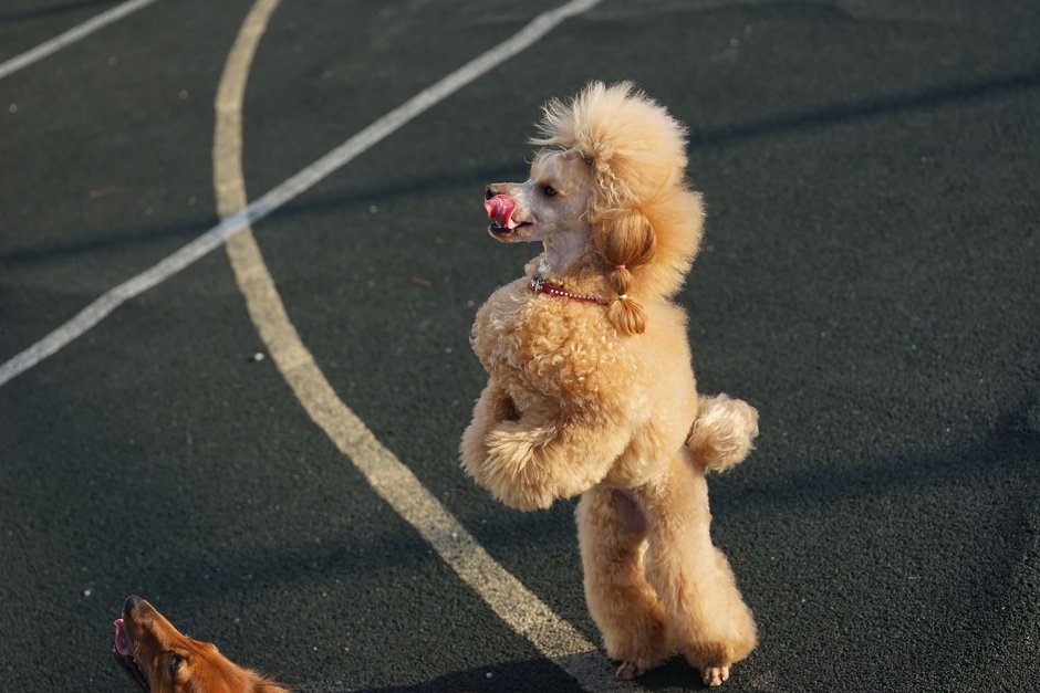 Лиловый пудель