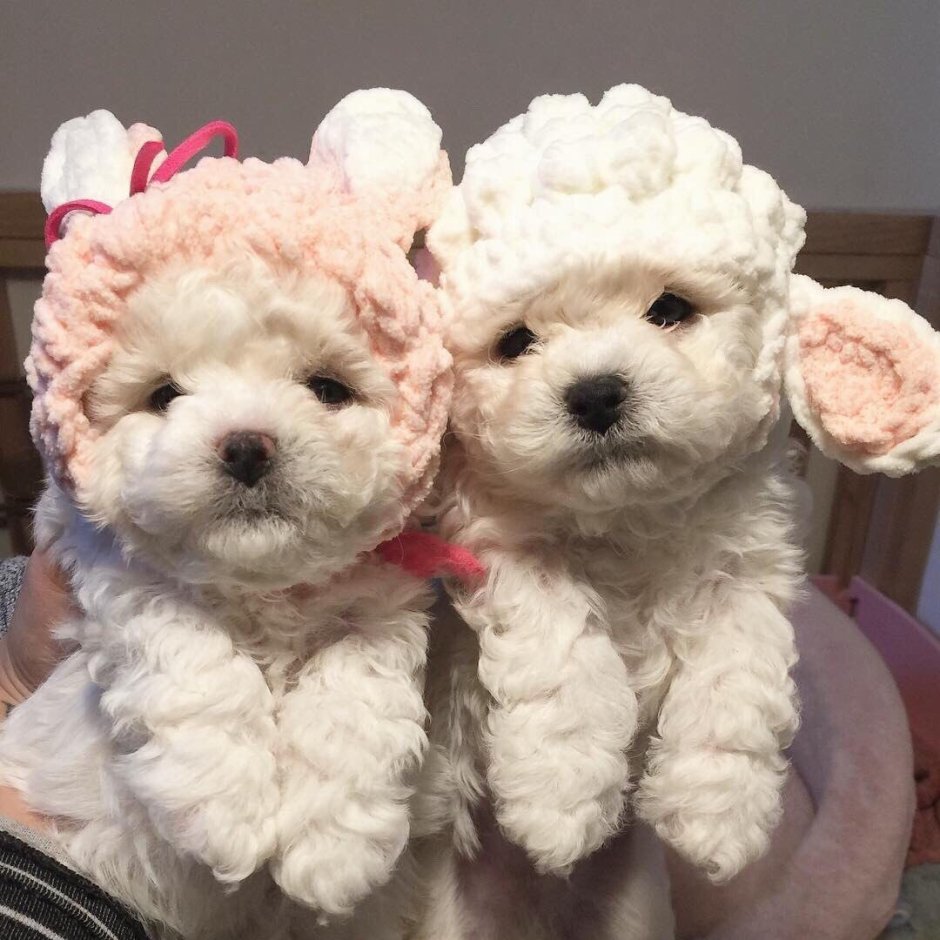 Карликовый пудель