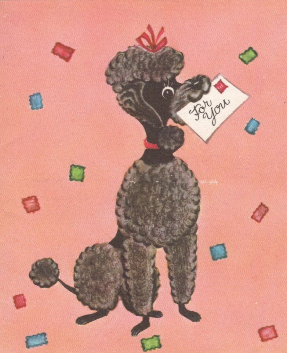 Лабрадудель на руках