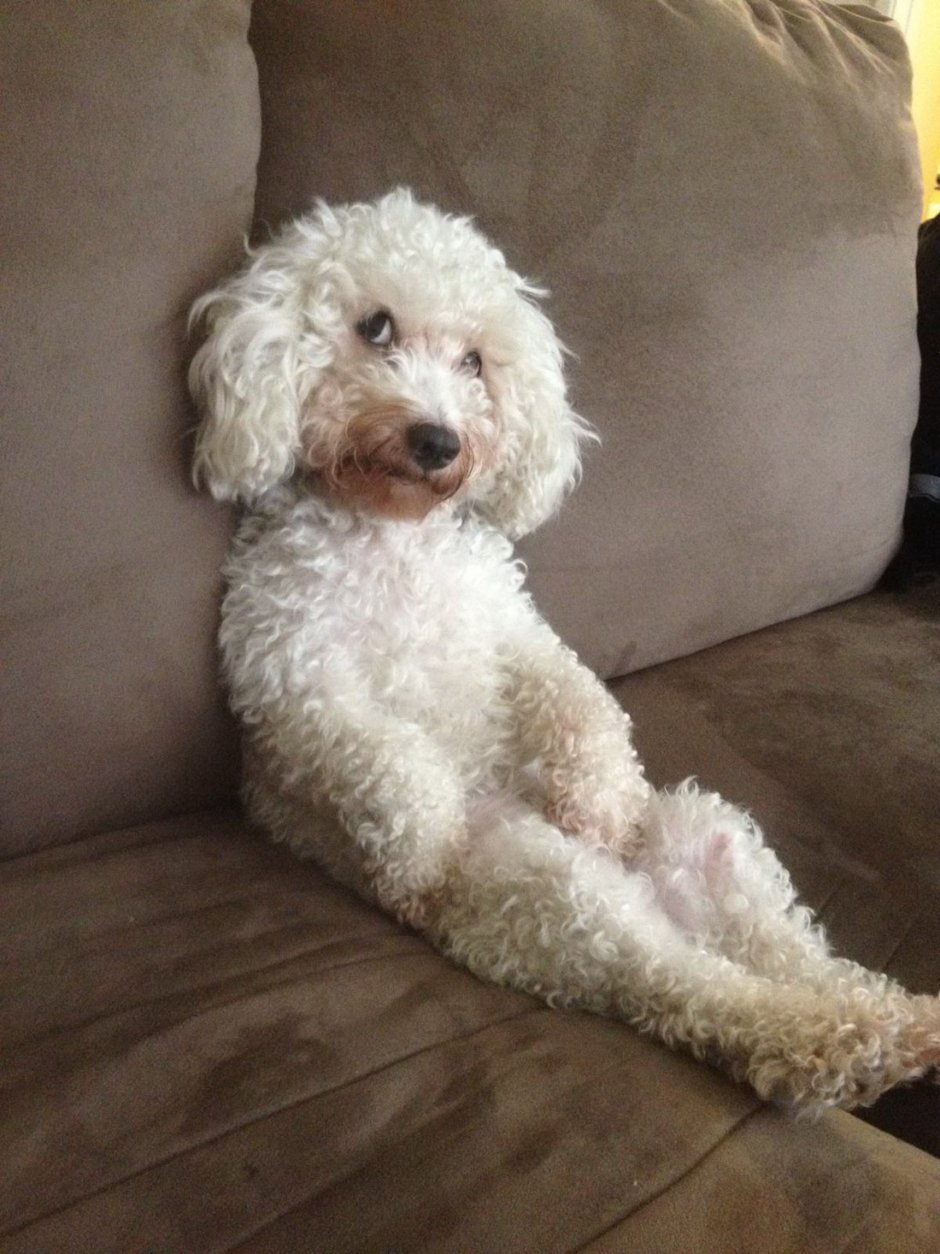 Той пудель или кокапу