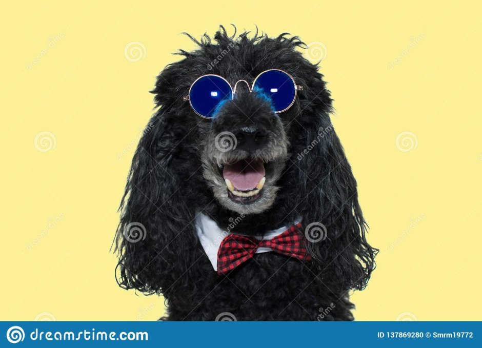 Пудель в солнцезащитных очках
