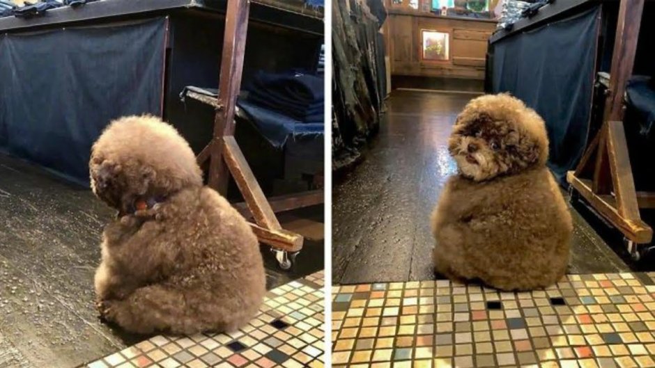 Флаффи пудель Гигантик