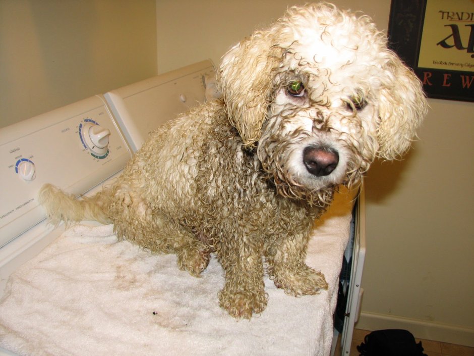 Откормленный пудель