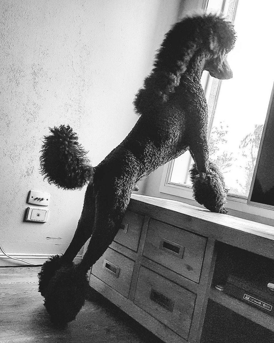 Смешные стрижки пуделей