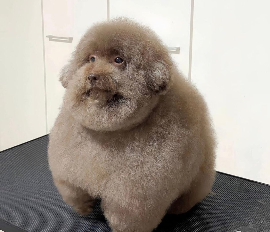 Карликовый пудель улыбается