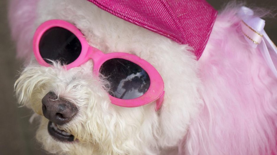 Пудель в очках