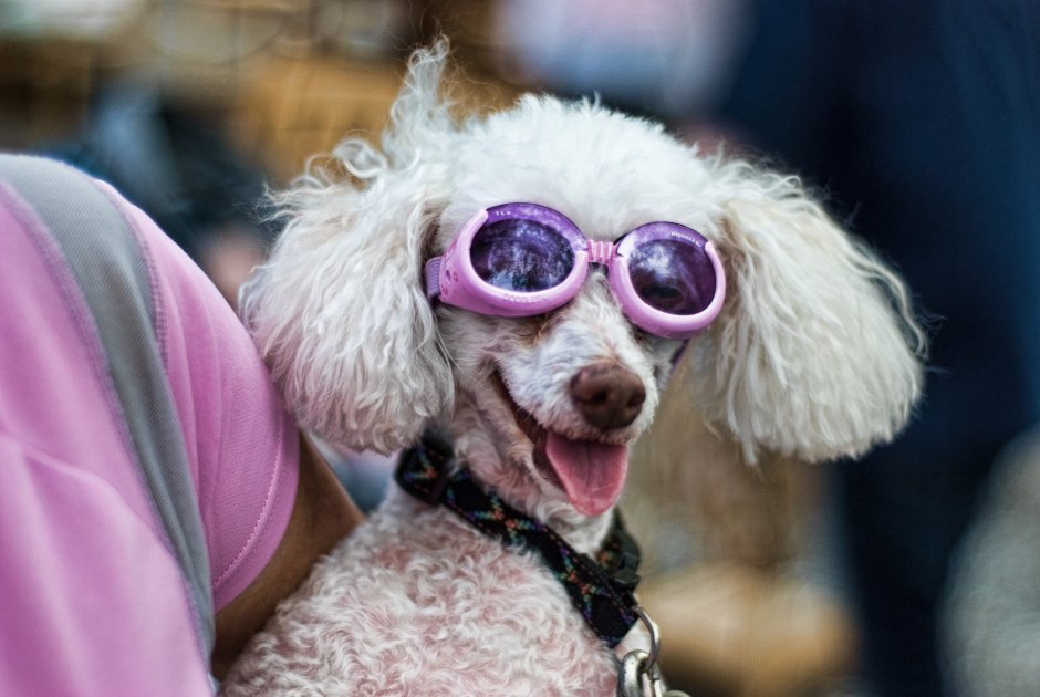 СТРЕМНЫЙ пудель