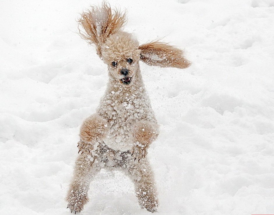 Той пудель и Бишон фризе