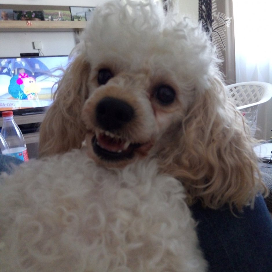 Той пудель страшный