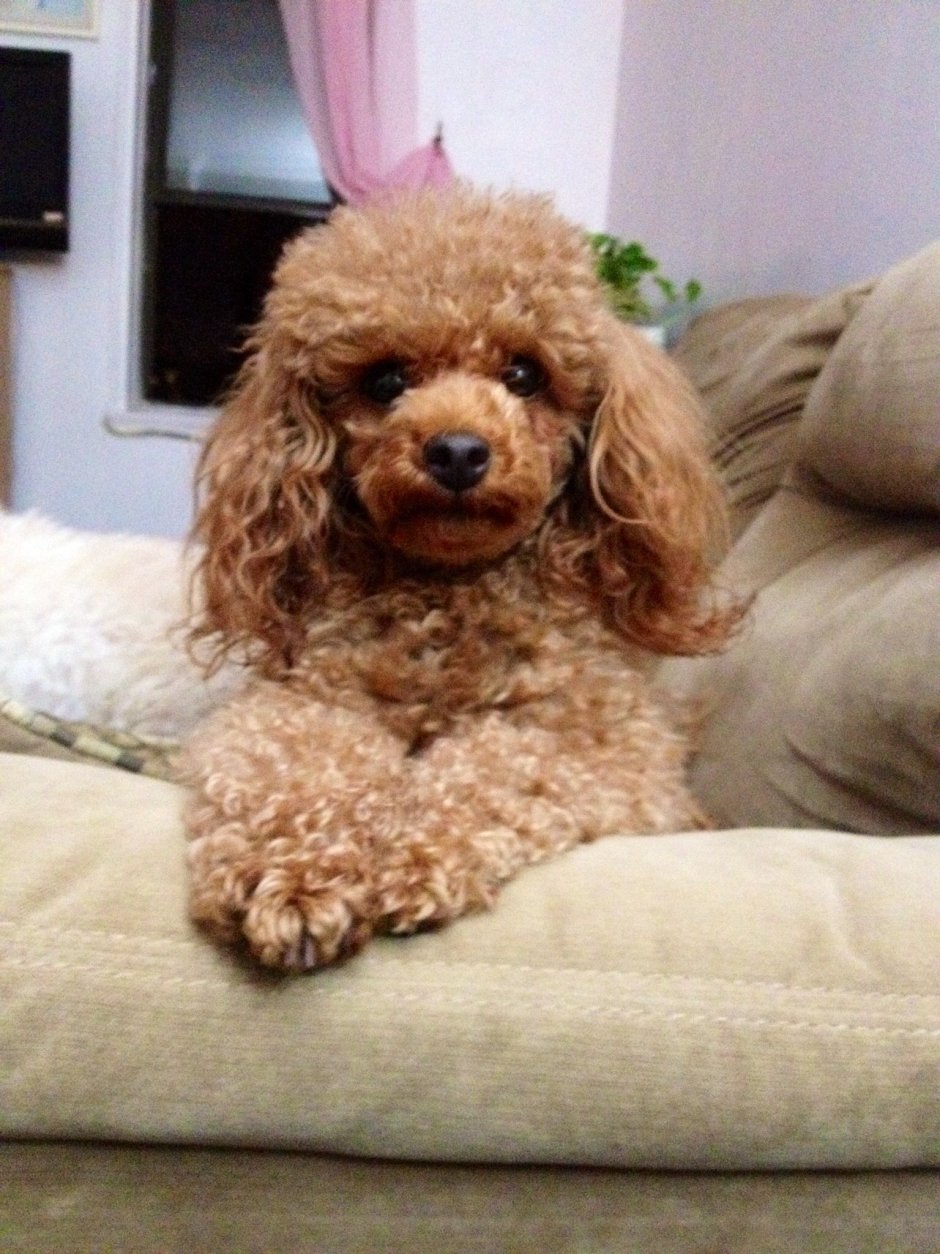 Забавный пудель