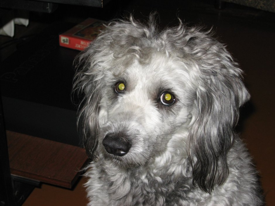 Пудель в снегу