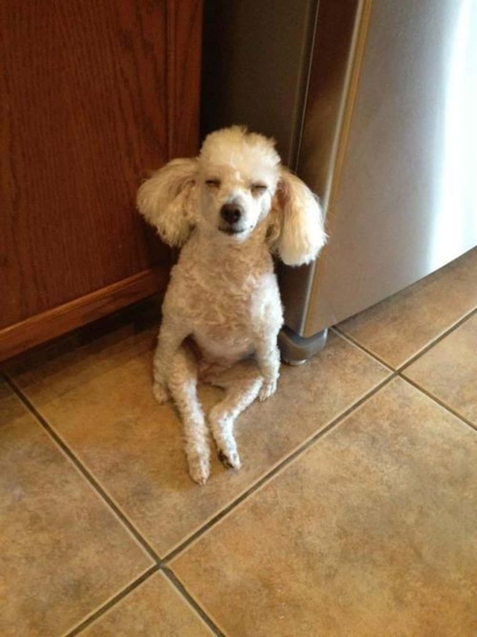 Собаки в цирке