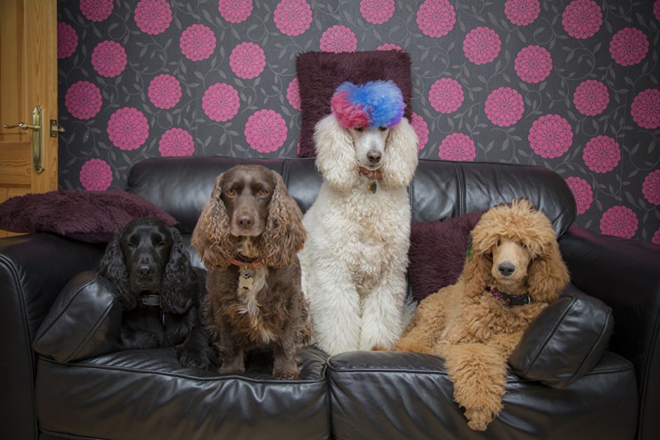 Пудель терьер