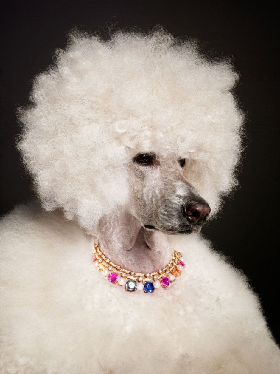 Укупник пудель