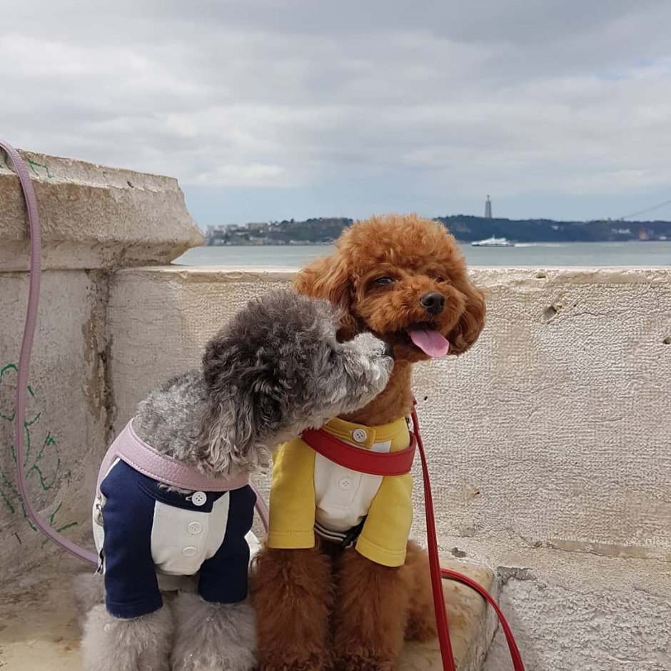 Злой пудель