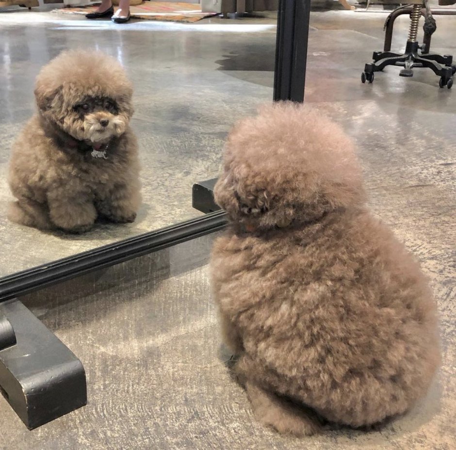 Забавные стрижки собак