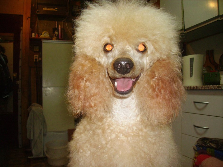 Необычный пудель