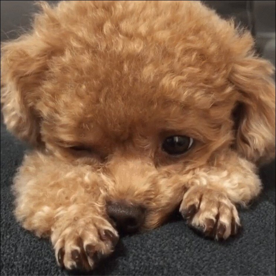 Ржачный пудель