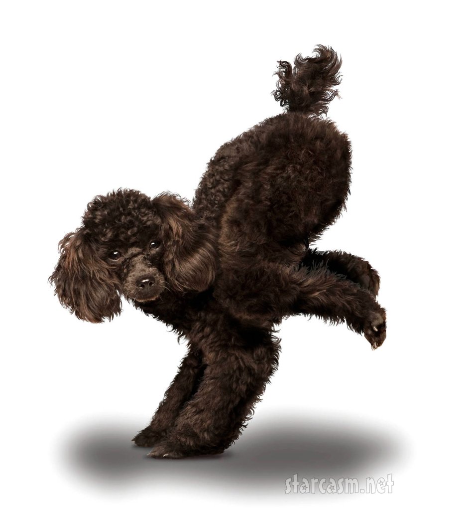 Пудель спаниель