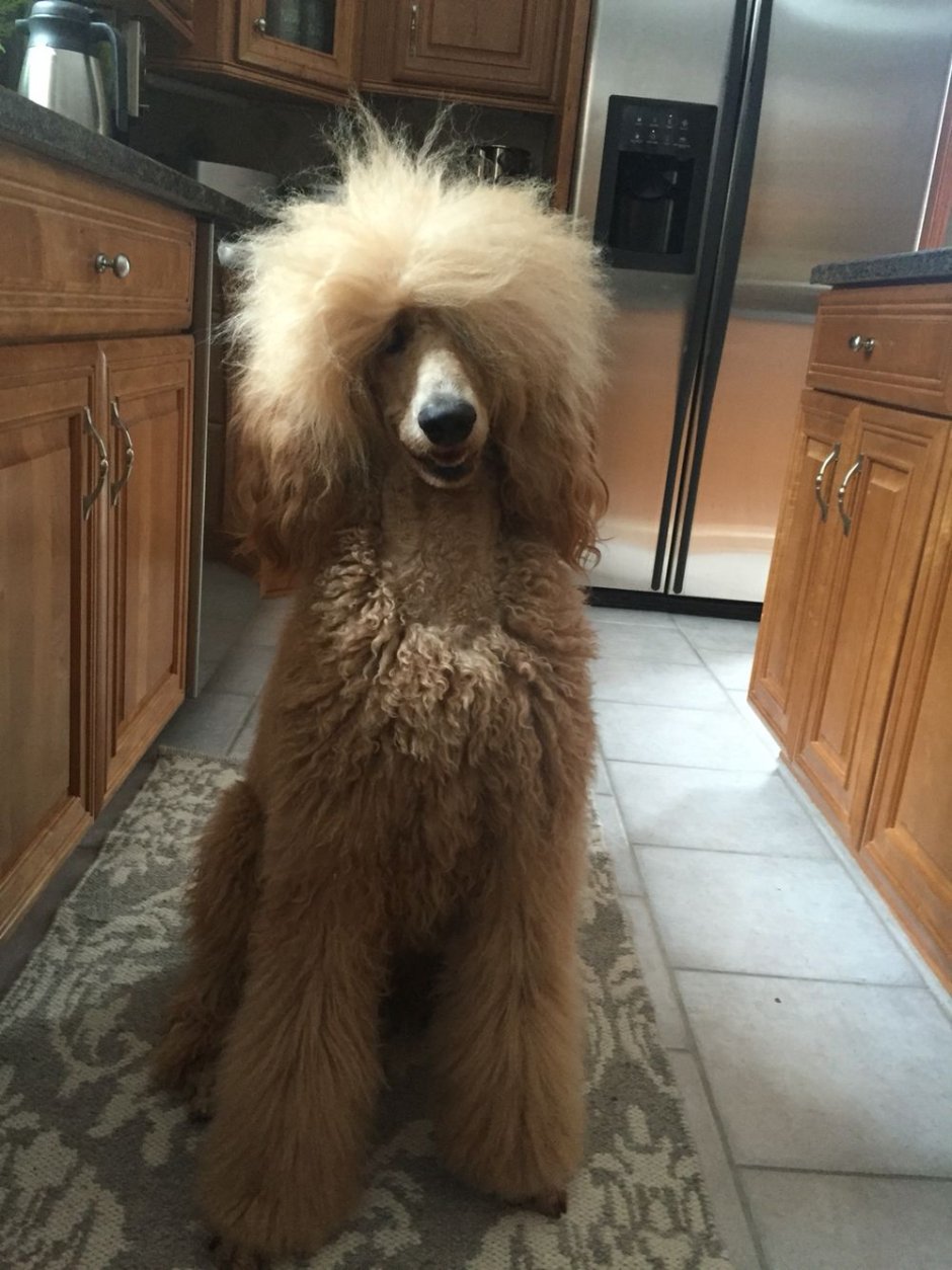 Смешной пудель