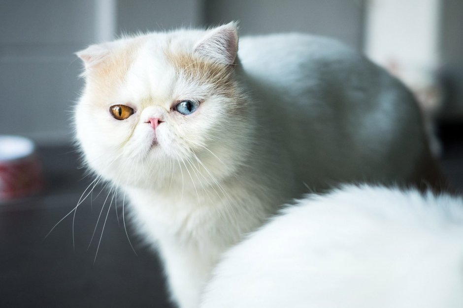 Кот экзот на белом фоне