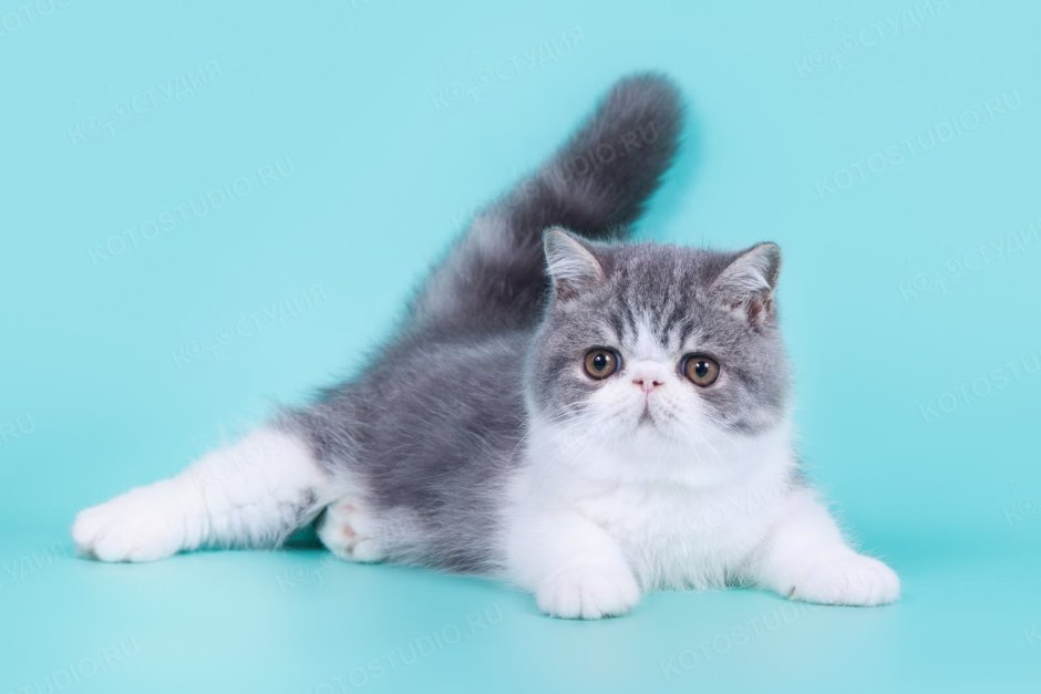 Экзотическая короткошерстная кошка голубая