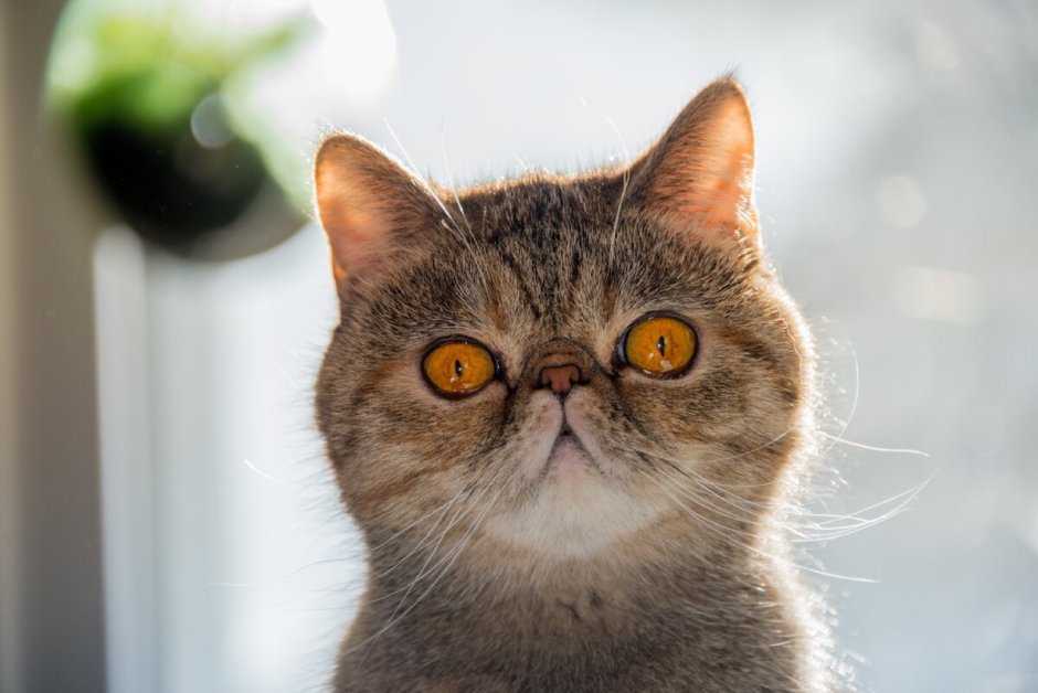 Кот экзот серый