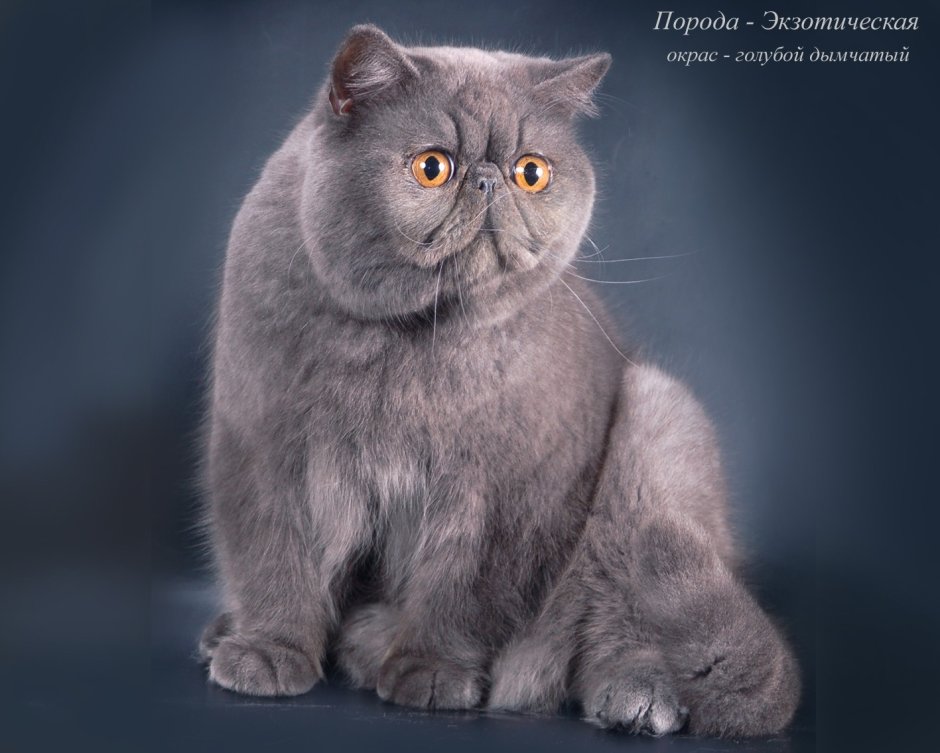 Персидская кошка