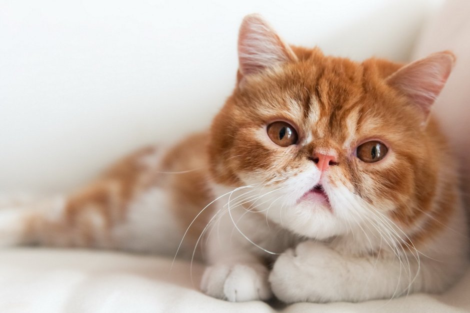 Кошки экзоты короткошерстные