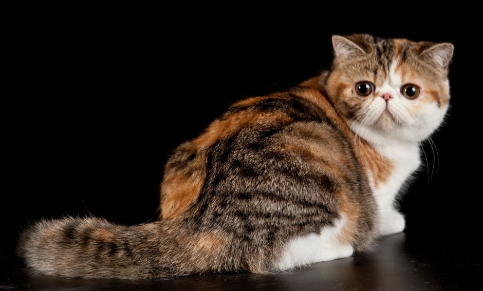 Смешные кошки