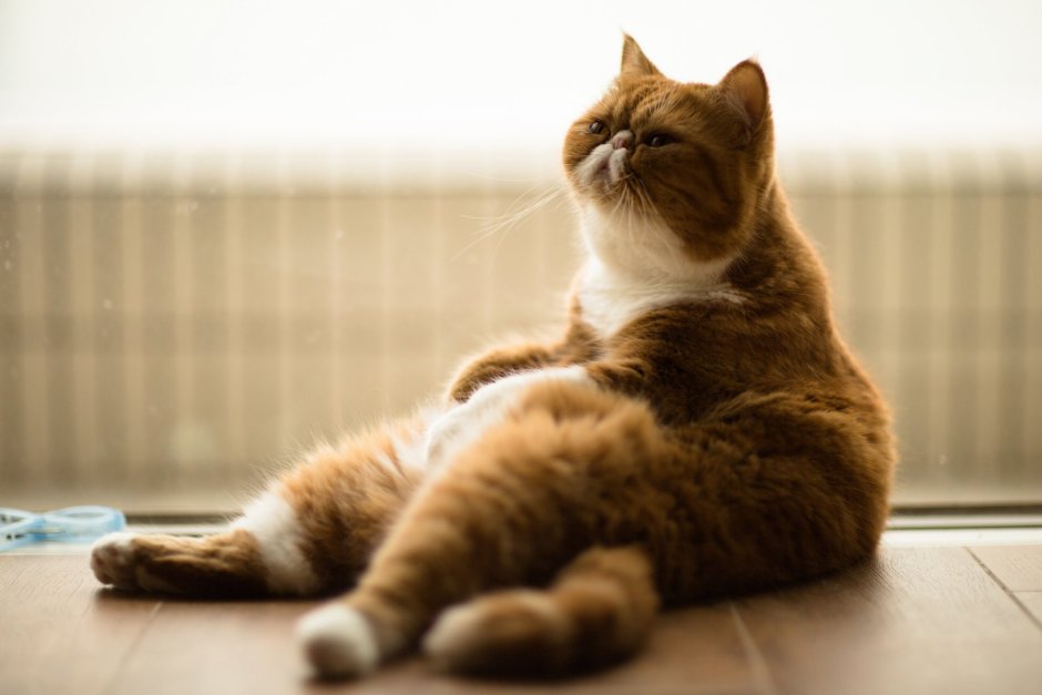 Коты экзоты спящие