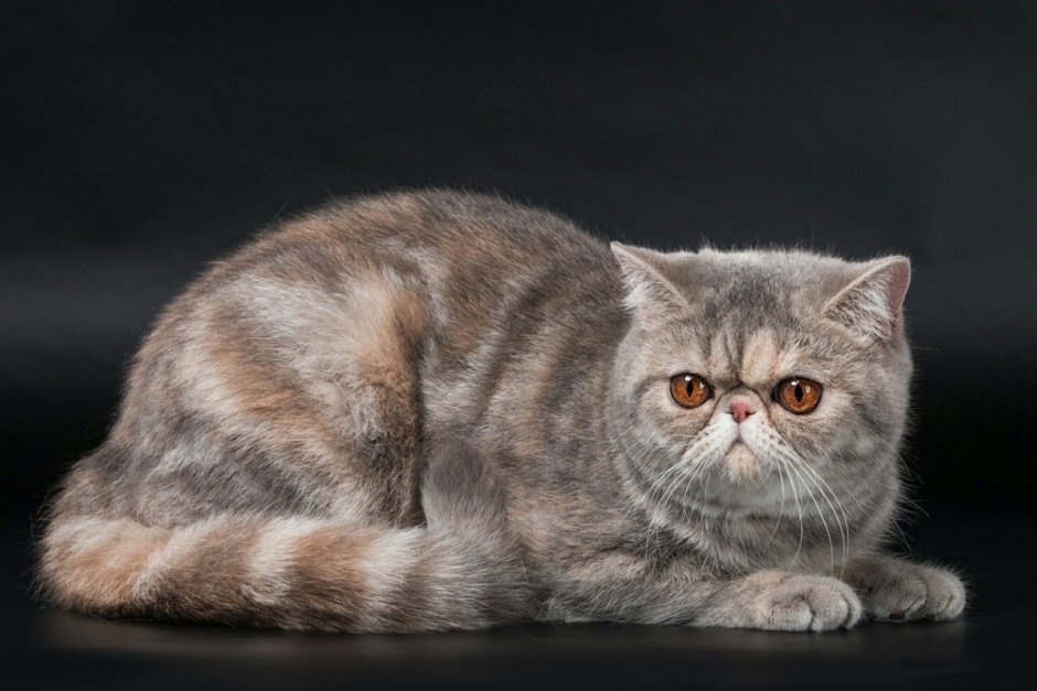 Британская кошка экзот