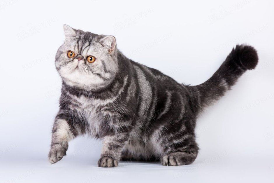 Персидская вислоухая кошка