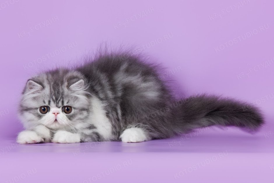 Кошка в лаптях