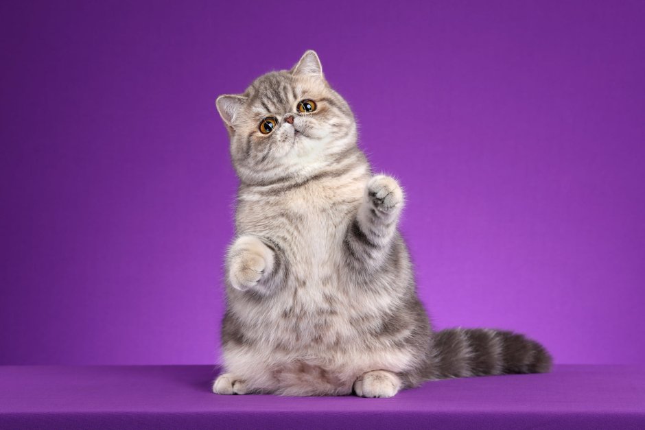 Экзотические короткошерстные котята
