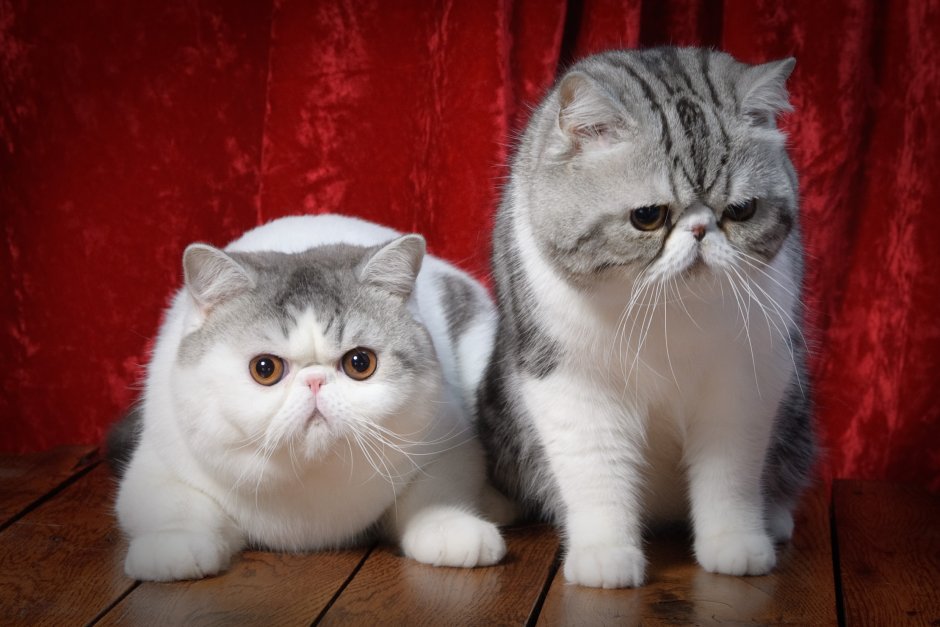 Коты экзоты с игрушкой