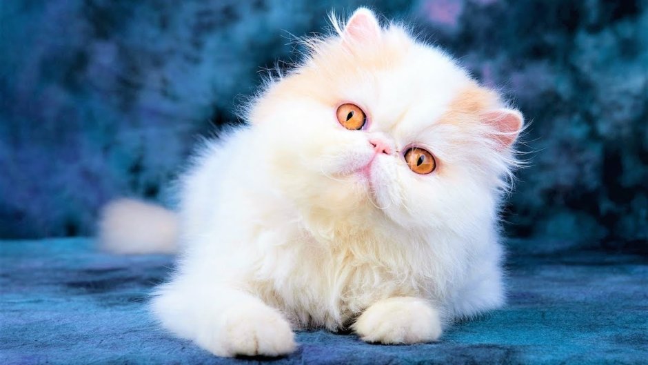 Кошки персы экзоты