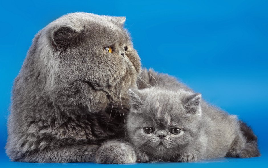 Котенок экзот короткошерстный